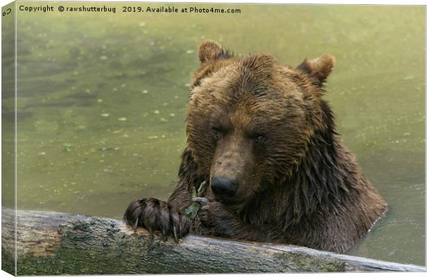 Grizzly Bear In The Lake Canvas Print by rawshutterbug 