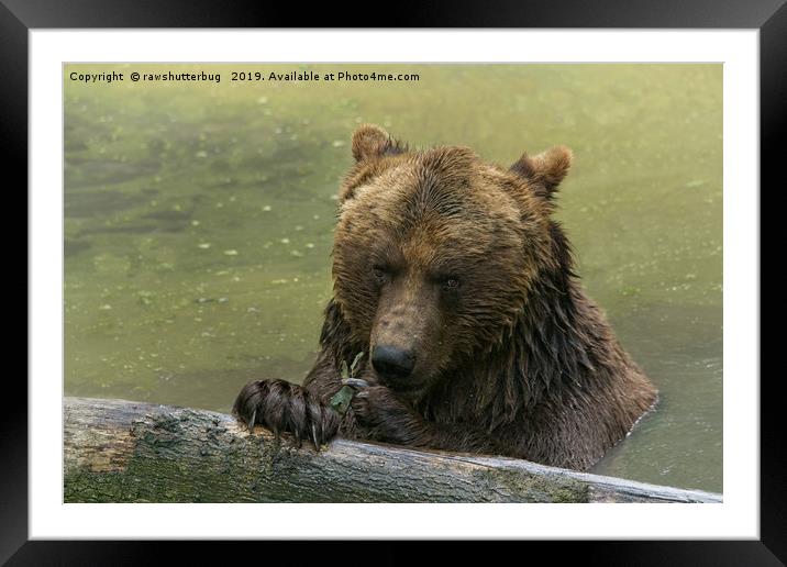 Grizzly Bear In The Lake Framed Mounted Print by rawshutterbug 