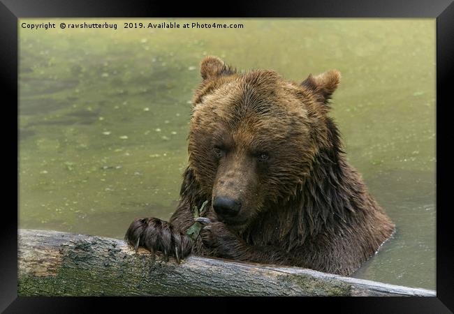 Grizzly Bear In The Lake Framed Print by rawshutterbug 