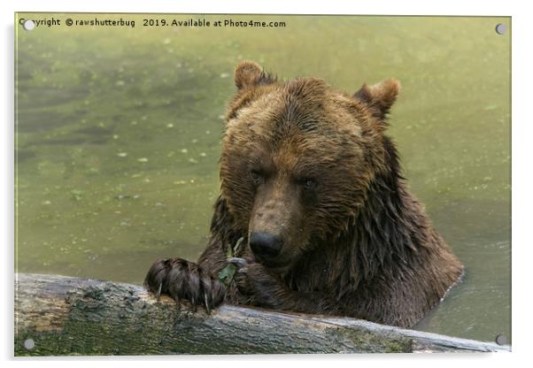 Grizzly Bear In The Lake Acrylic by rawshutterbug 