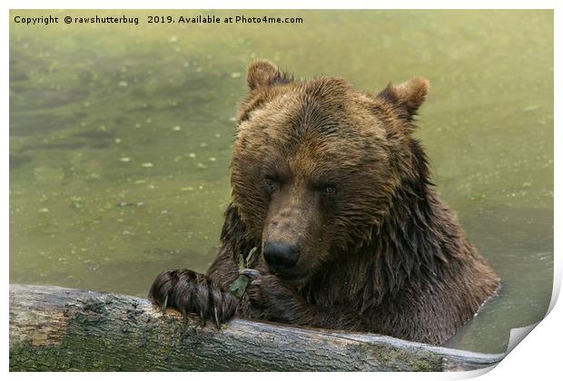 Grizzly Bear In The Lake Print by rawshutterbug 