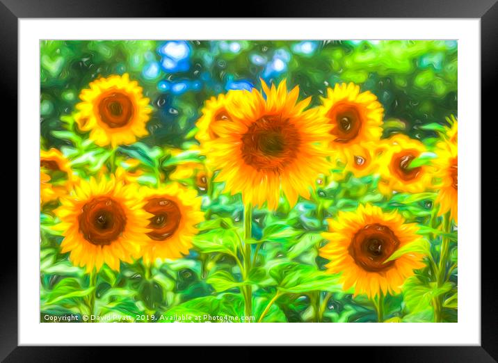 Dreams Of Sunflowers  Framed Mounted Print by David Pyatt