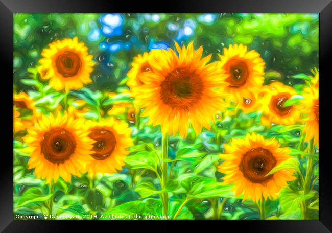 Dreams Of Sunflowers  Framed Print by David Pyatt