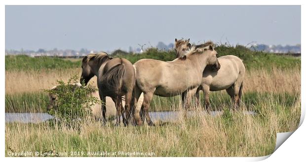 Konik Ponies at Oare reserve, Kent Print by Linda Lyon