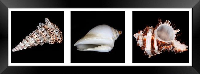 Shells Framed Print by Gavin Liddle
