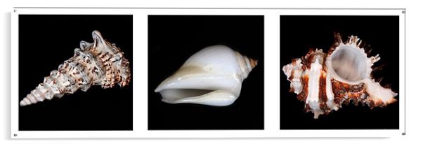 Shells Acrylic by Gavin Liddle