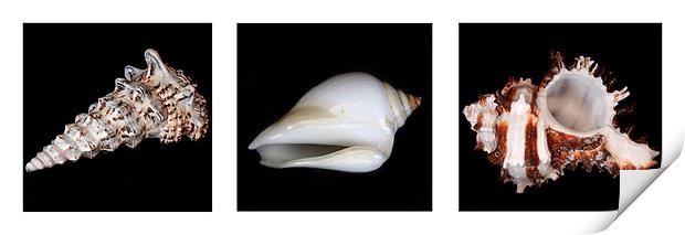 Shells Print by Gavin Liddle