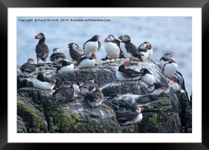 Puffin Colony Framed Mounted Print by David Birchall