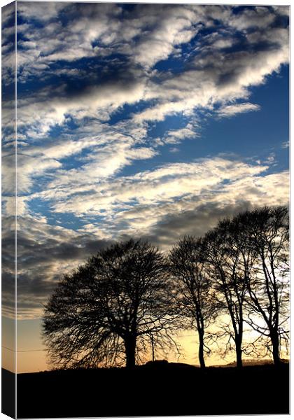 Trees and Sky Canvas Print by Gavin Liddle