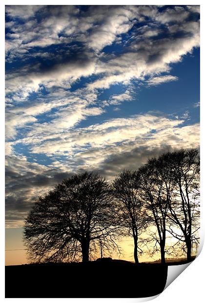 Trees and Sky Print by Gavin Liddle