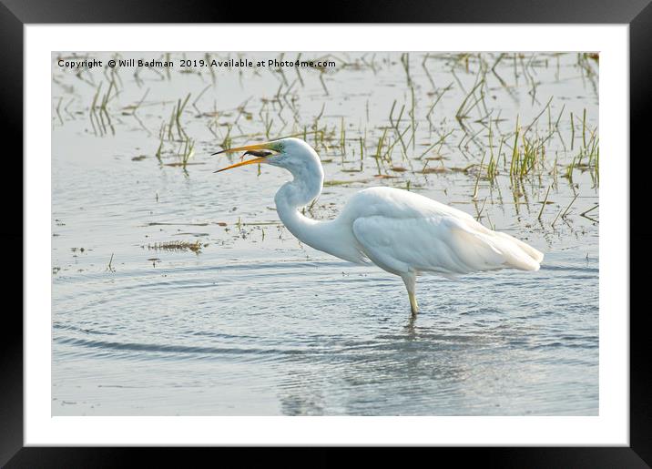 Great Egret With a Fish Framed Mounted Print by Will Badman
