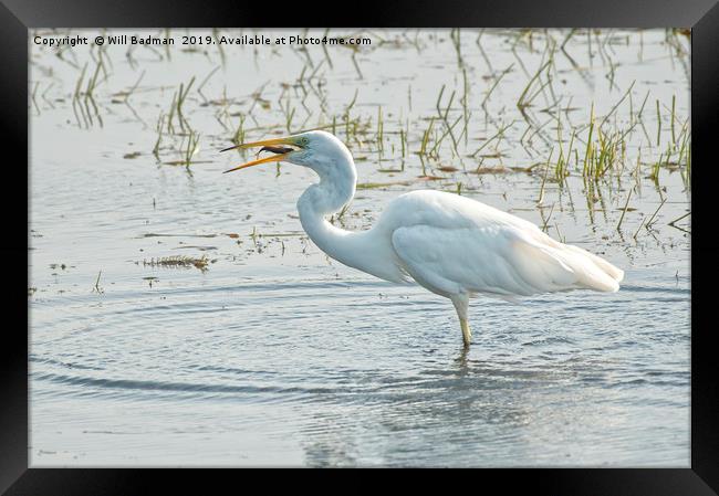 Great Egret With a Fish Framed Print by Will Badman