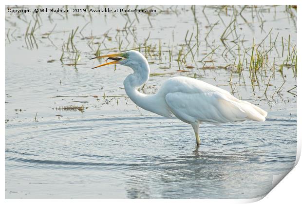 Great Egret With a Fish Print by Will Badman