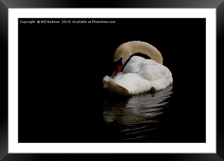 Elegant Swan Resting Framed Mounted Print by Will Badman
