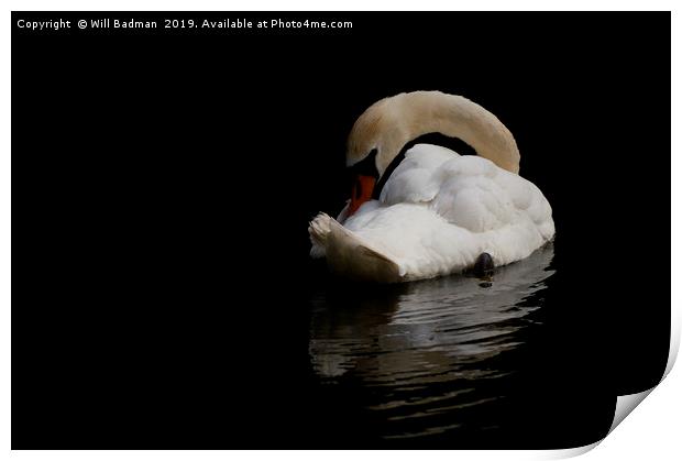 Elegant Swan Resting Print by Will Badman