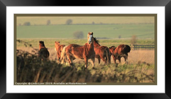 Startled Horses Framed Mounted Print by Linda Lyon