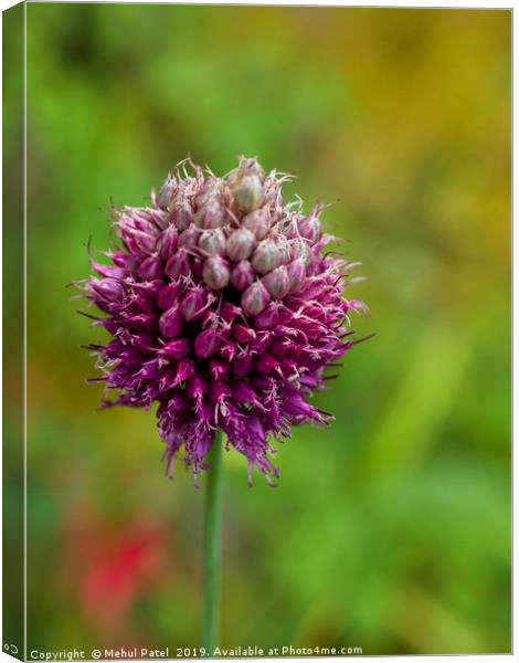 Allium in garden coming to end of its bloom Canvas Print by Mehul Patel