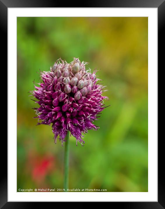 Allium in garden coming to end of its bloom Framed Mounted Print by Mehul Patel