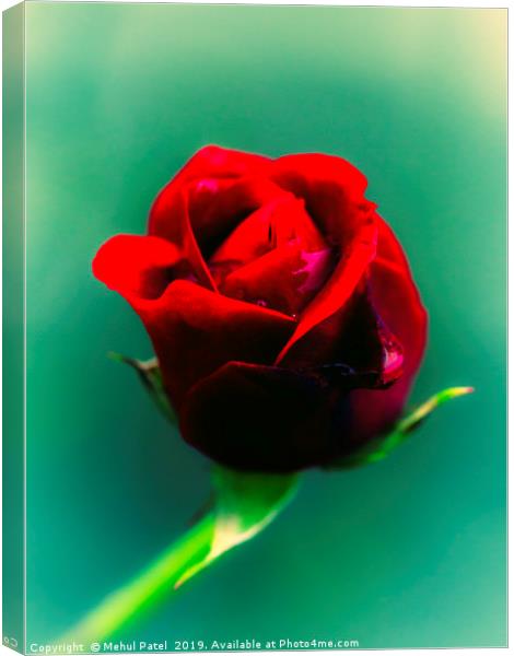 Cross-processed image of red rose  Canvas Print by Mehul Patel
