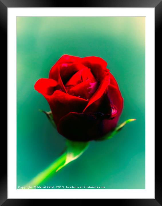 Cross-processed image of red rose  Framed Mounted Print by Mehul Patel