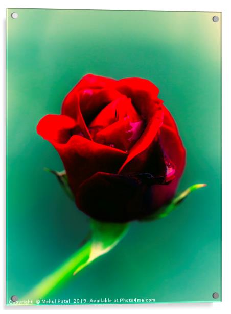 Cross-processed image of red rose  Acrylic by Mehul Patel