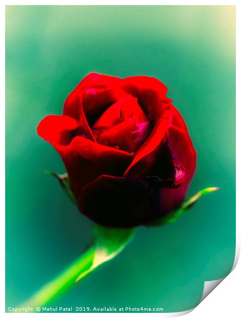 Cross-processed image of red rose  Print by Mehul Patel