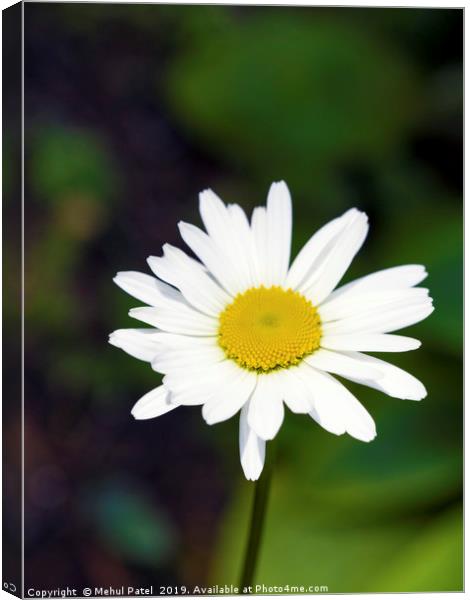 Flowering daisy in garden  Canvas Print by Mehul Patel