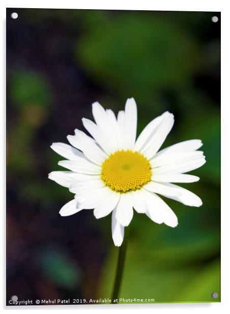 Flowering daisy in garden  Acrylic by Mehul Patel