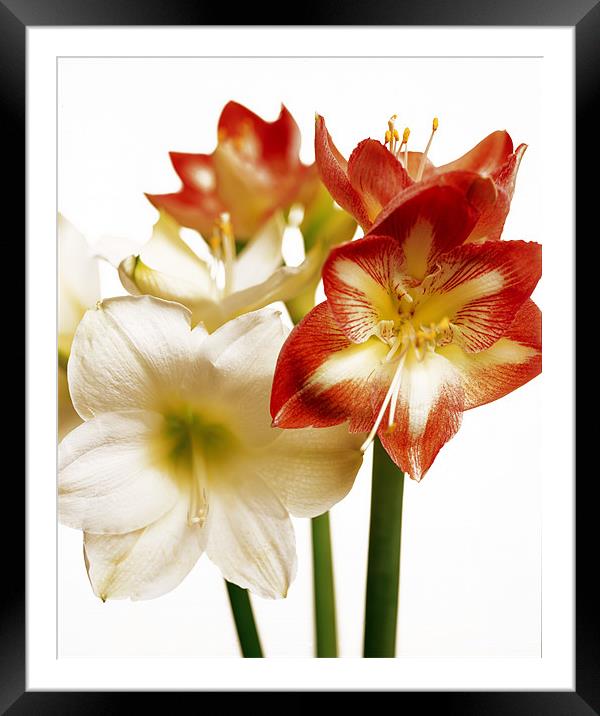 Floral Framed Mounted Print by David Hare