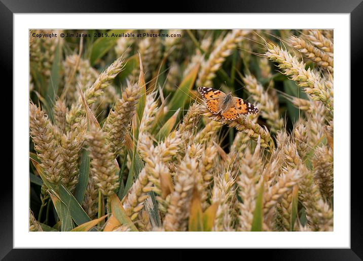 Butterfly among the Wheat. Framed Mounted Print by Jim Jones