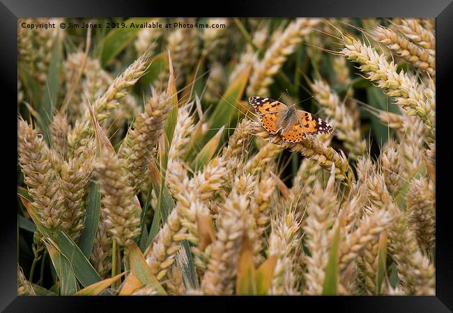 Butterfly among the Wheat. Framed Print by Jim Jones
