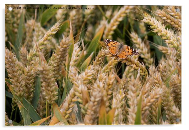Butterfly among the Wheat. Acrylic by Jim Jones
