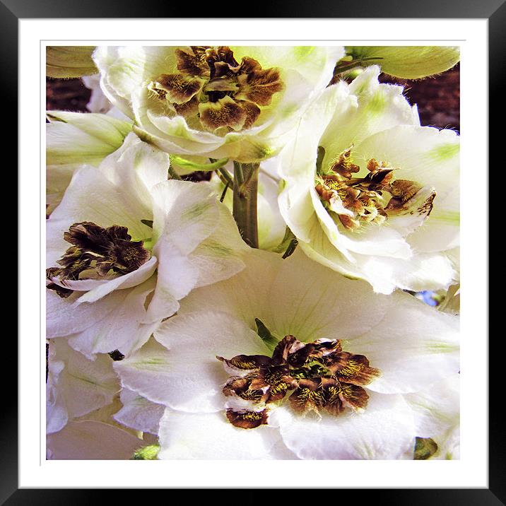 White Delphinium Framed Mounted Print by val butcher