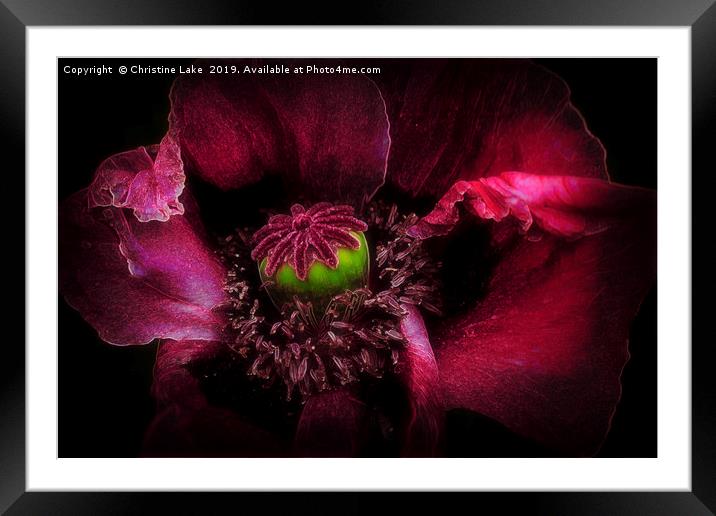    Poppy Red                                  Framed Mounted Print by Christine Lake