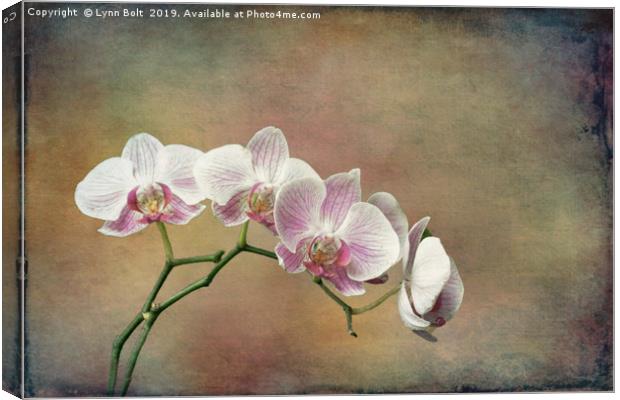 Spray of Orchids Canvas Print by Lynn Bolt
