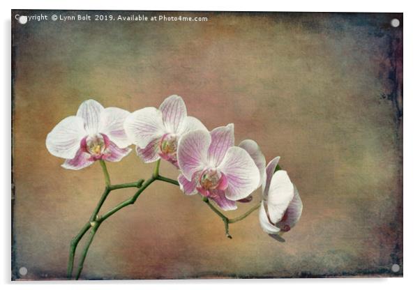Spray of Orchids Acrylic by Lynn Bolt
