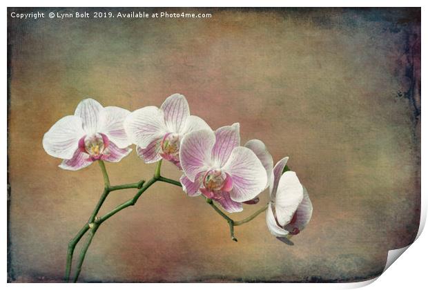 Spray of Orchids Print by Lynn Bolt