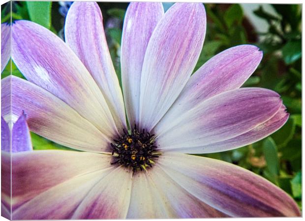 African daisy Canvas Print by Philip Teale