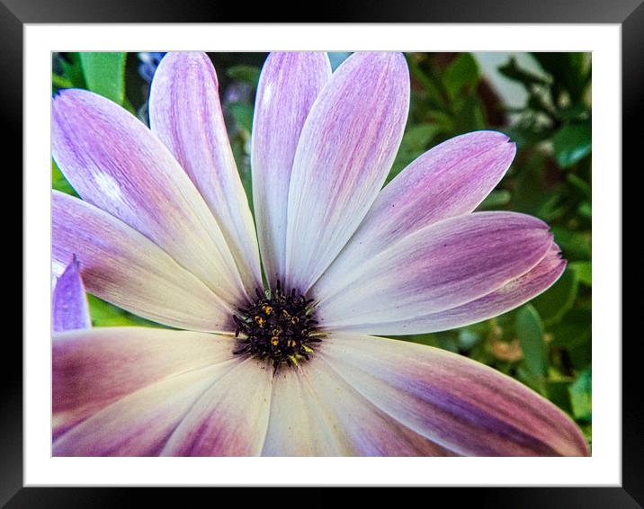 African daisy Framed Mounted Print by Philip Teale