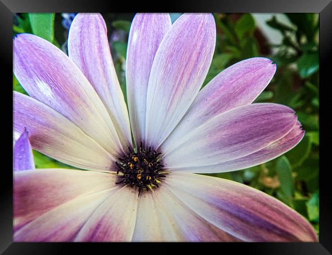 African daisy Framed Print by Philip Teale
