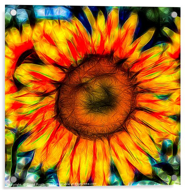 Single Sunflower Art Acrylic by David Pyatt