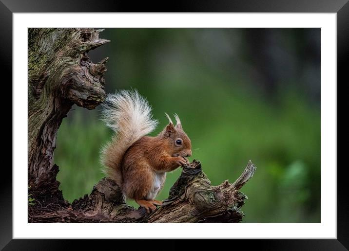 Squirrel Perch Framed Mounted Print by Alan Sinclair