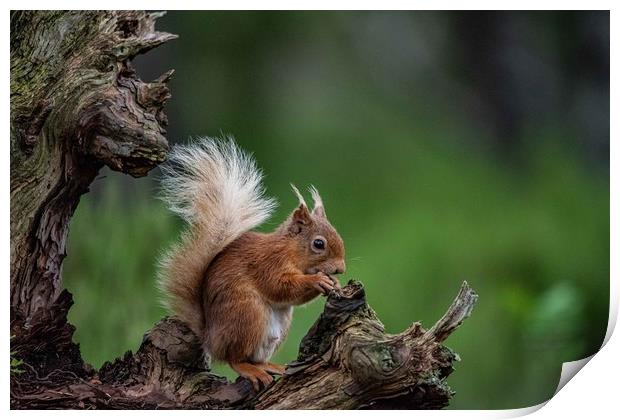 Squirrel Perch Print by Alan Sinclair
