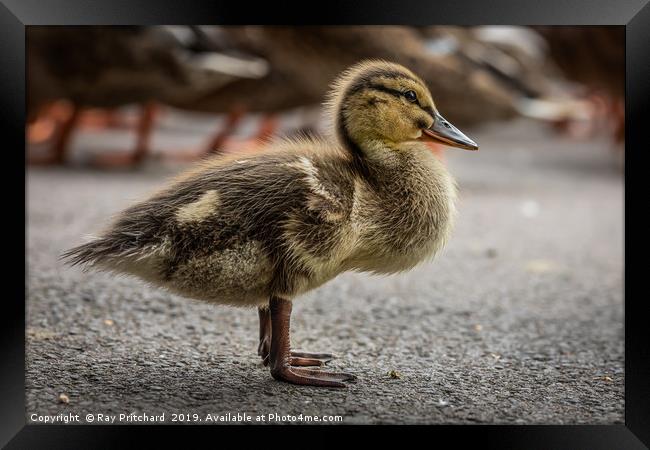 Little Duckling Framed Print by Ray Pritchard