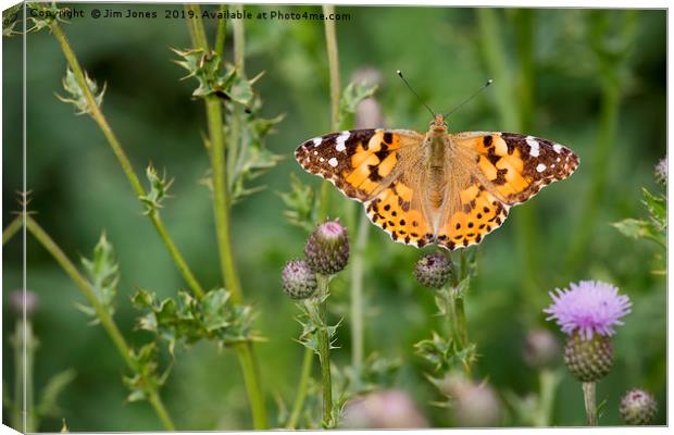 Painted Lady Butterfly Canvas Print by Jim Jones