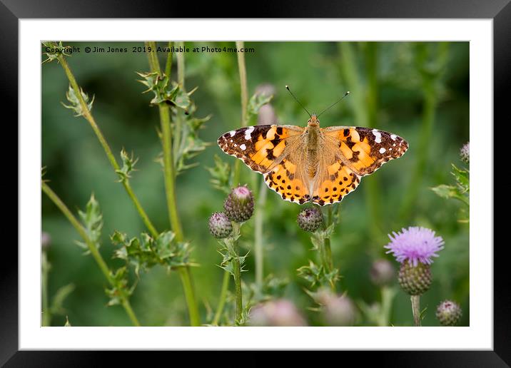 Painted Lady Butterfly Framed Mounted Print by Jim Jones