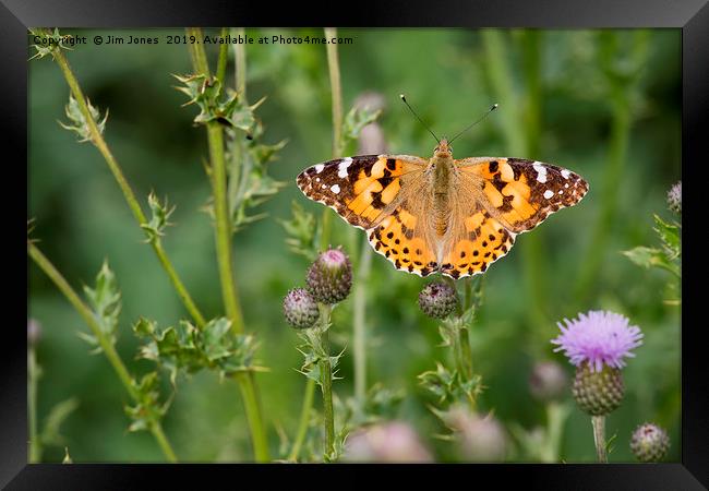 Painted Lady Butterfly Framed Print by Jim Jones