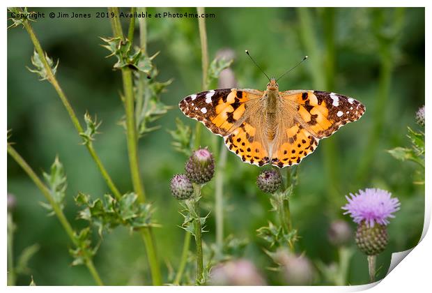 Painted Lady Butterfly Print by Jim Jones
