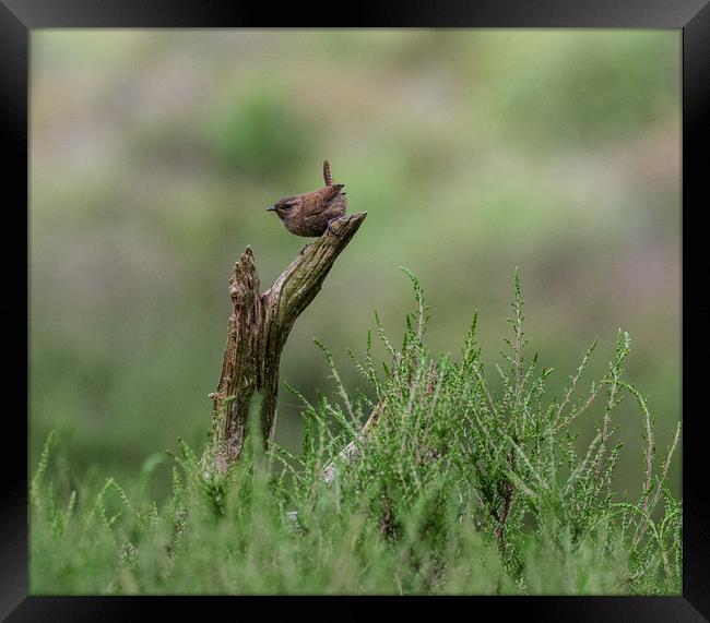 Wren Framed Print by Alan Sinclair