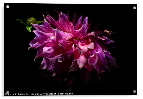 Dahlia Penhill Dark Monarch Acrylic by Ann Garrett